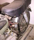 Adler019.jpg