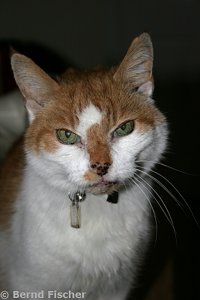 Manx Cat - Ginger
